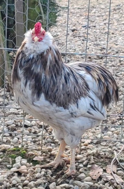 Araucana baromfi Lenti!