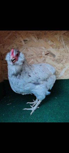 Araucana baromfi Lentiben!