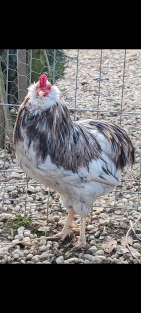 Araucana baromfi elado Lentiben!