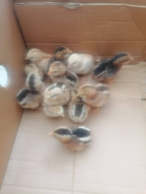 Araucana csirkk eladk 