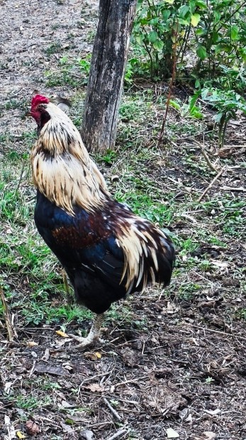 Araucana kakas elad
