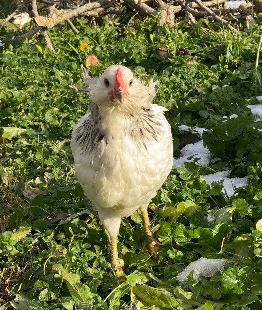 Araucana kakasok