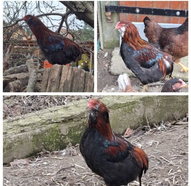 Araucana kakasok eladk