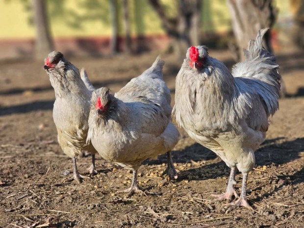 Araucana levendula színű tojások keltetésre eladóak!