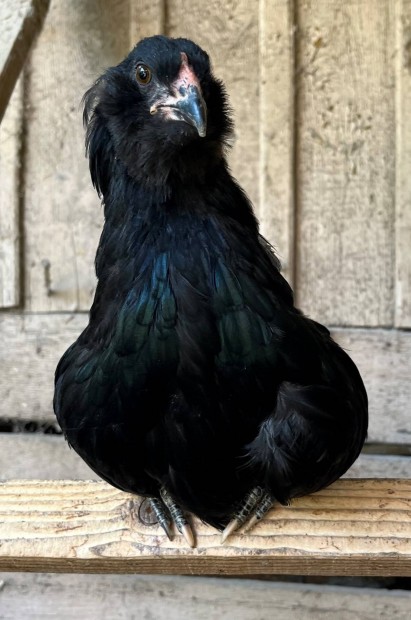 Araucana prok!