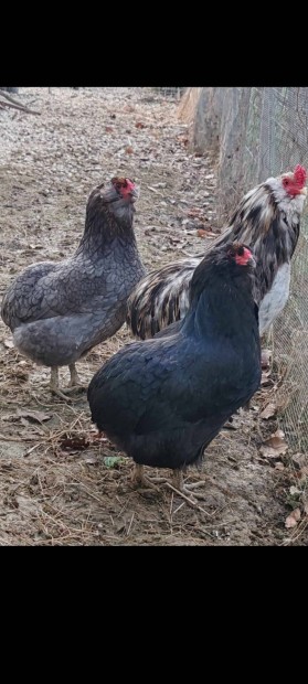 Araucana trio Lentiben!