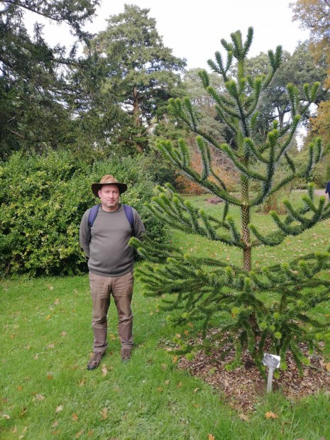 Araucaria araucana (Chilei araucaria feny) mag elad