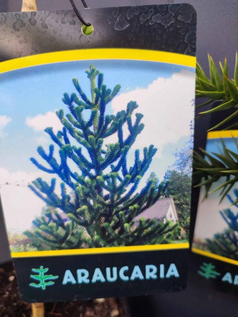 Araucaria araucana-chilei araukria 