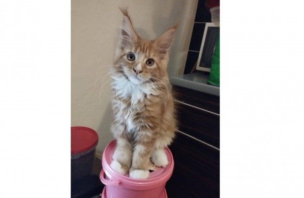 Archie a Maine Coon cicafi elad