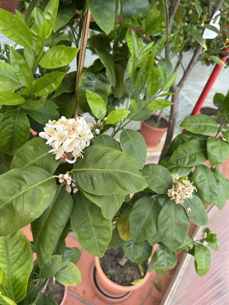 Arcobal narancsfa