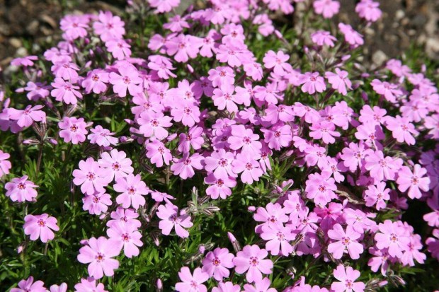 rlevel lngvirg Phlox subulata sziklakerti rzsaszn