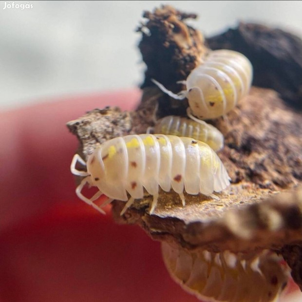 Armadillidium granulatum magic potion klnia