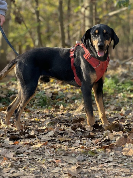 Armin 1 ves kop, dobermann keverk ivartalan kan