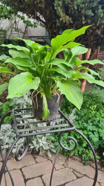 Árnyékliliom - Hosta