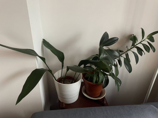 Aspidistra elatior szobanvny IKEA Muskot 19 cm-es kaspjval elad