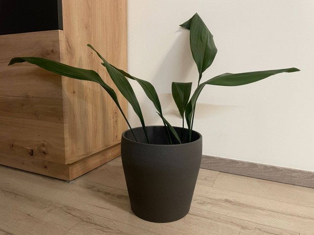 Aspidistra elatior szobanvny IKEA Persillade 19 cm-es kaspjval