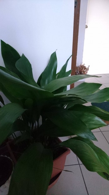 Aspidistra-kukoricalevl