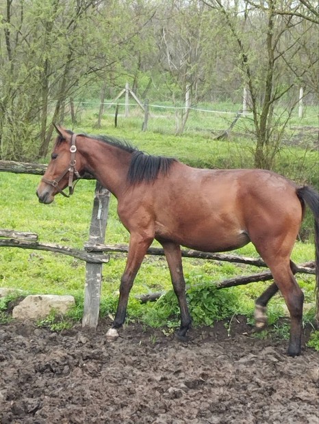 Athos Babilon Kisbéri félvér kanca csikó szép küllemű