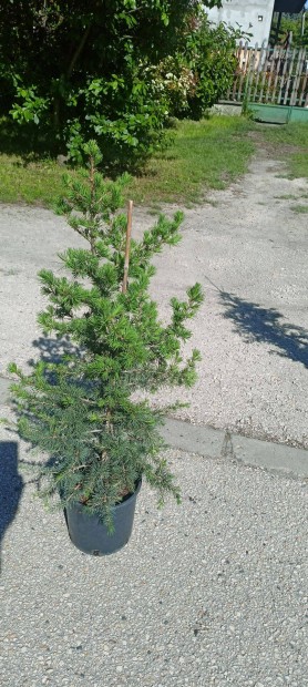 Atlasz cédrus, Cedrus Atlantica eladó 5000 Ft !