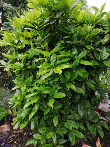 Aucuba japonica Variegata japán babérsom