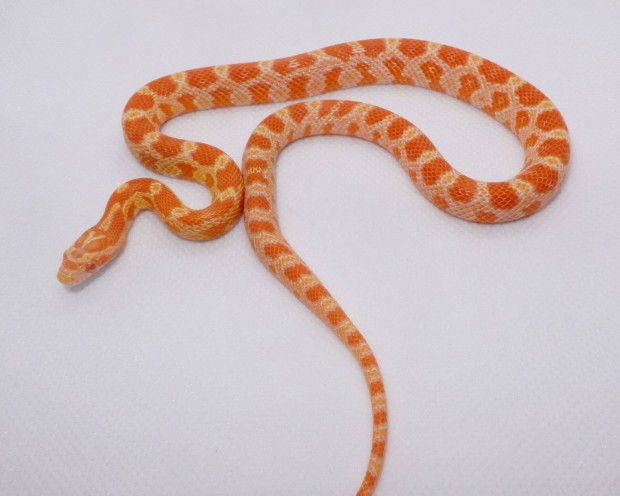 Auratum gabonasikl