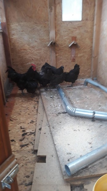 Australorp 7 tyuk 1 kakas csere rdekel