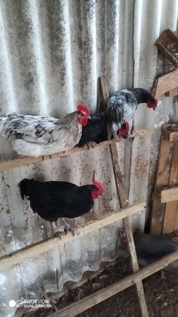 Australorp Kakasok!!