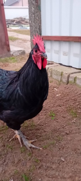 Australorp Kakasok /elad vagy csere takarmnyra