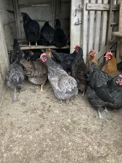 Australorp Tykok Eladk