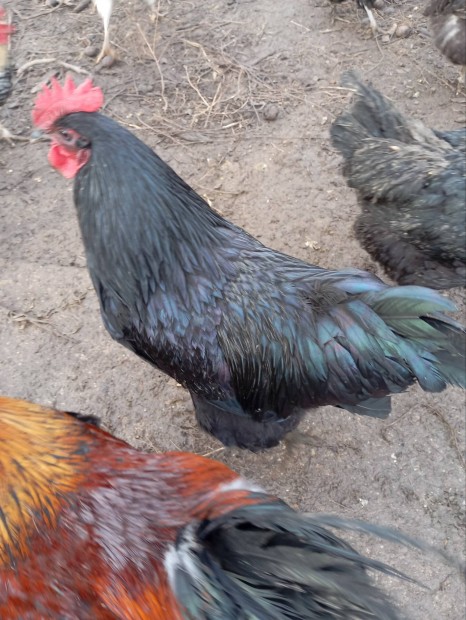 Australorp, Kendermagos kopasz nyakú, Magyar fogoly fiatal kakasok!