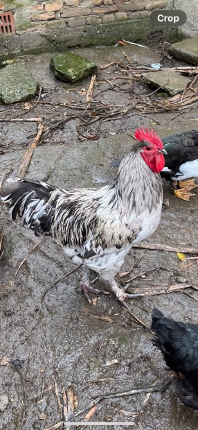 Australorp, Marans, Kendermagos Kakas elad