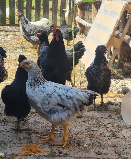 Australorp, Sussex fajtj jrck kakasok eladk