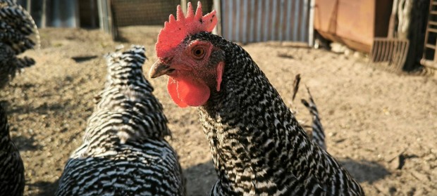 Australorp, amrock s wyandotten