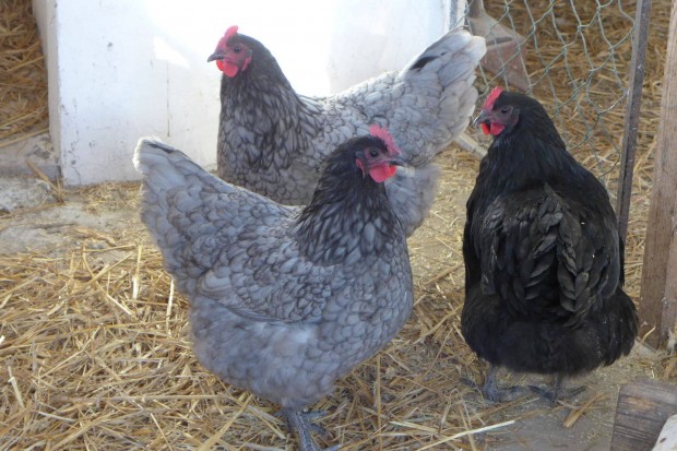 Australorp /ausztralorp/ csibe, csirke, naposcsibe