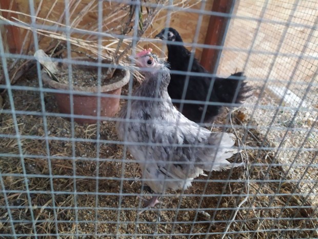 Australorp, baromfi , tyk, kakas