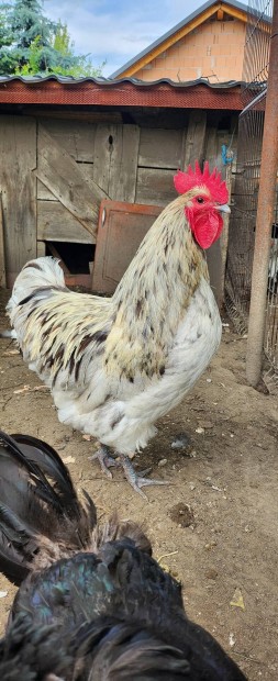 Australorp (kettshaszn) kakas