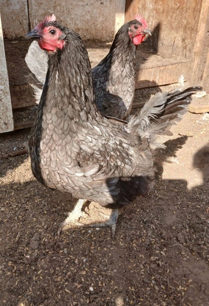 Australorp, sussex, itliai tykok