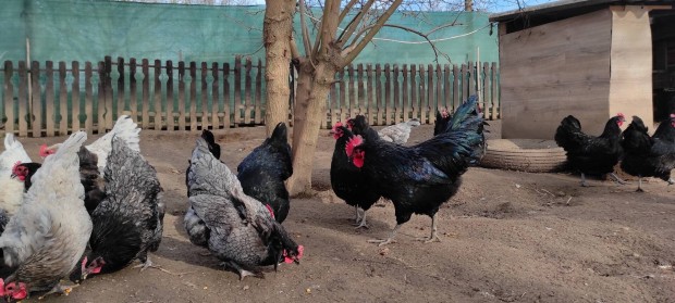 Australorp baromfi tojs 