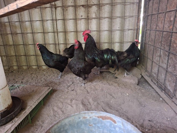 Australorp csald