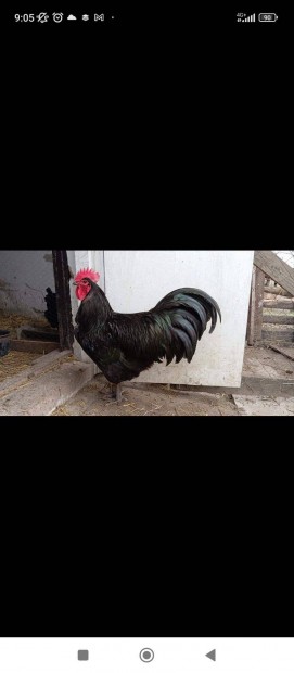 Australorp csald