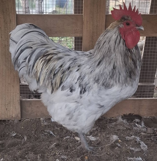 Australorp csald (kettshaszn)