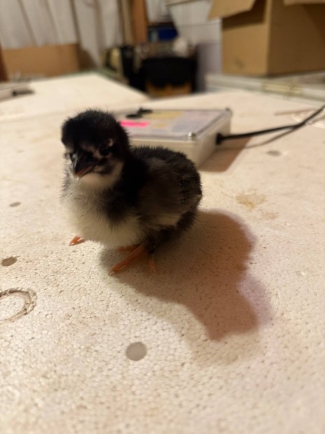 Australorp csibe