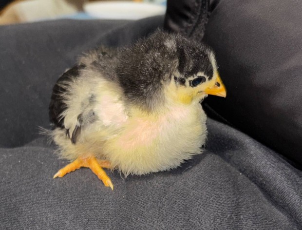 Australorp csibe