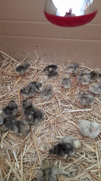 Australorp csibk eladk