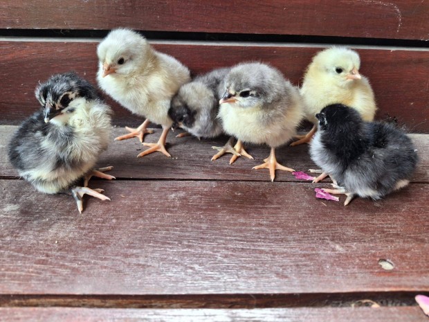 Australorp csirkk