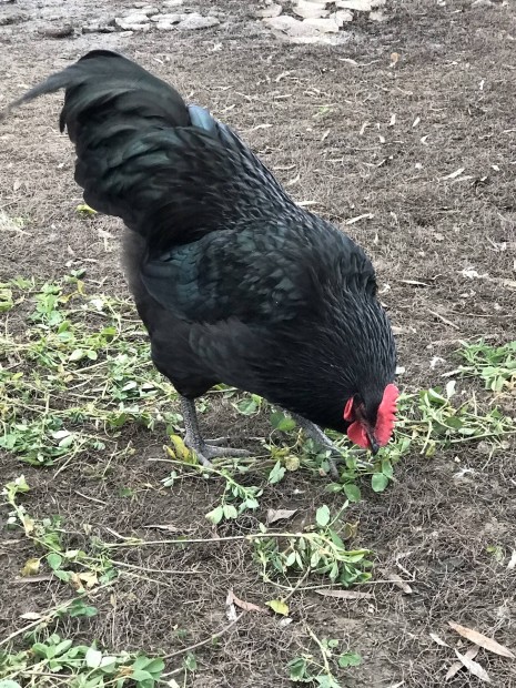 Australorp elad 