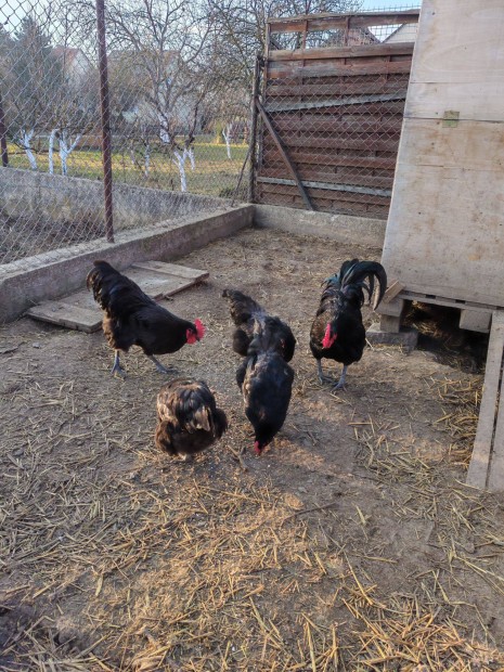 Australorp s holland bbos kakas