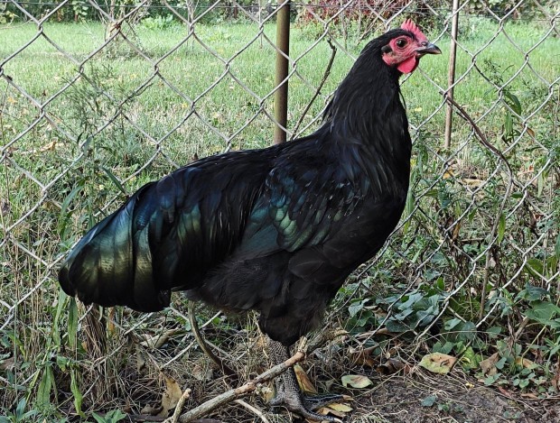 Australorp fekete kakas