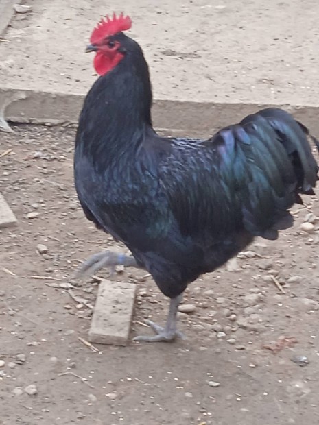 Australorp fekete kakas 