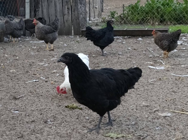 Australorp jrck